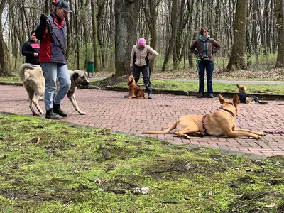 Czikoban Karolina Banaczyk szkolenie psów